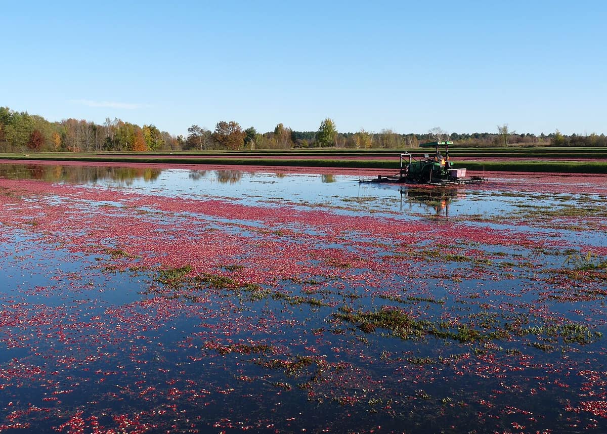 cranberries floating in a flooded bog during a wet harvest