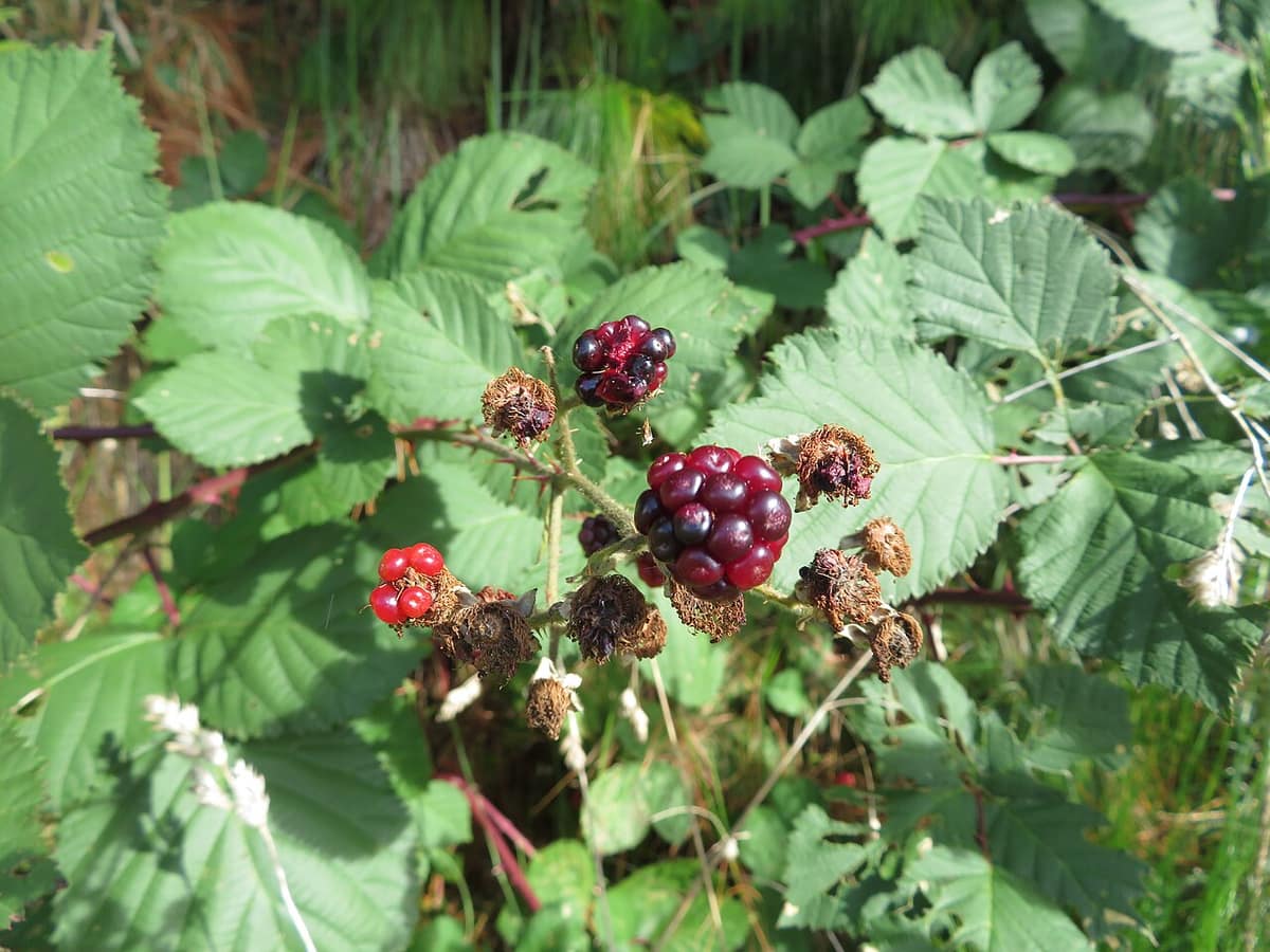 ripening Himalayan blackberries on the bramble
