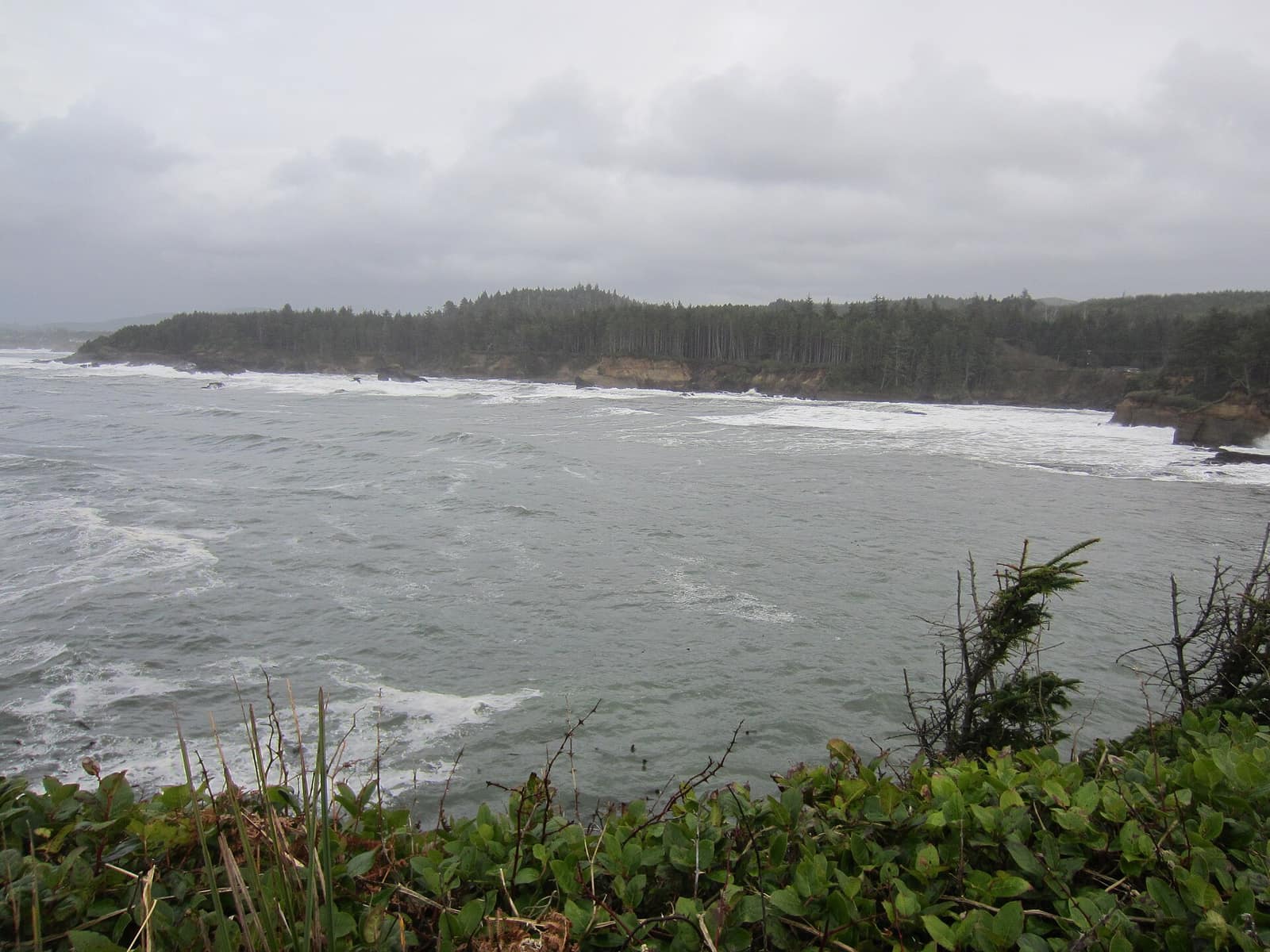 Gray, wind-whipped surf along a forested shoreline at Boiler Bay State Scenic Viewpoint, with green shrubs in the foreground