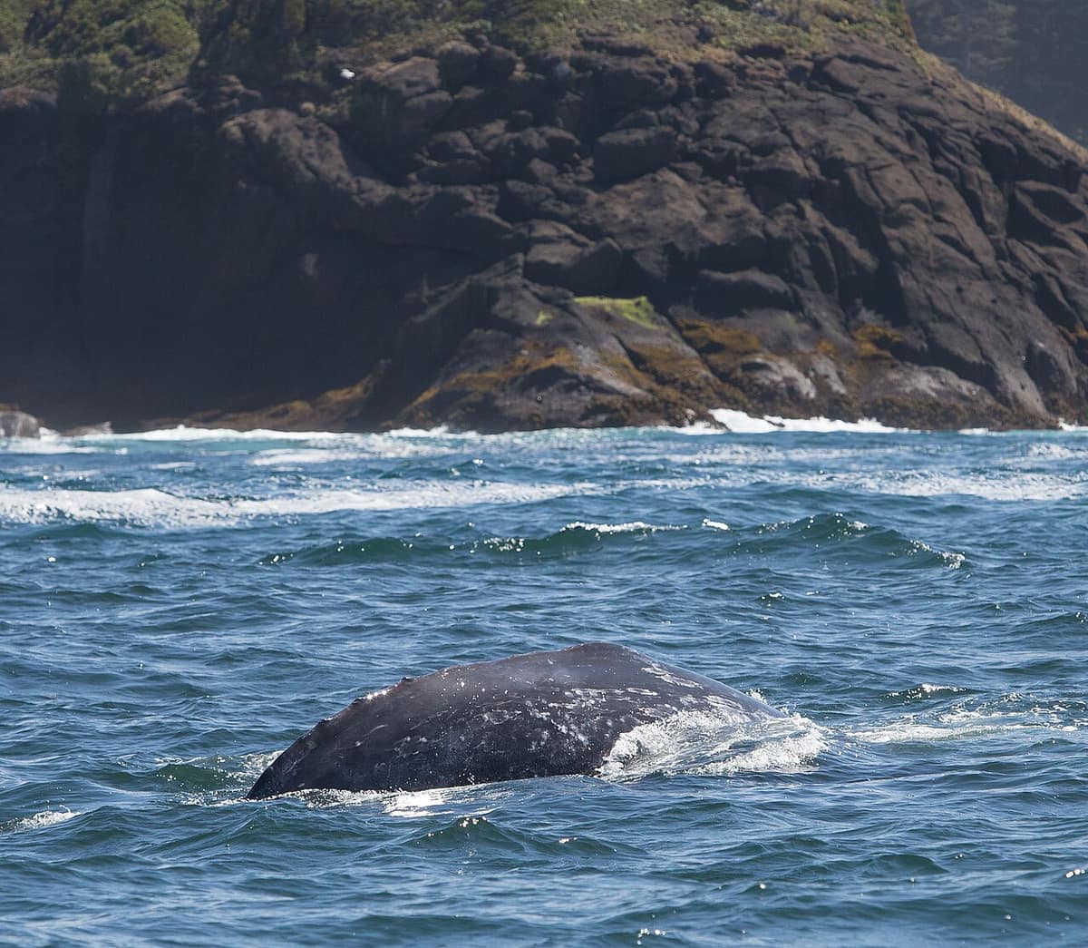 gray whale surfacing below the rocky headland at Depoe Bay