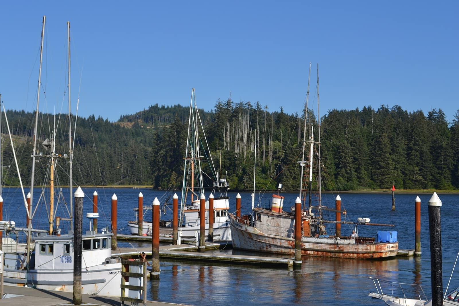 Old pilings standing in calm water at low light with the arches of the Siuslaw River Bridge at right