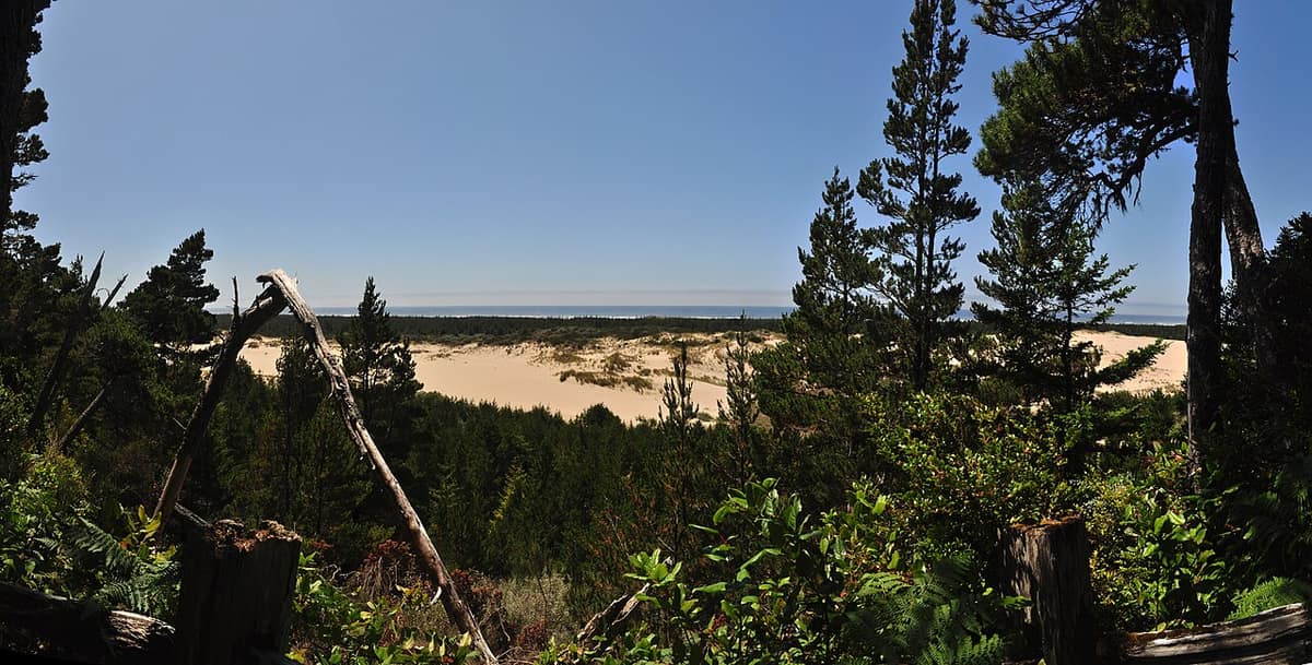 coastal forest opening onto open sand dunes with the Pacific beyond