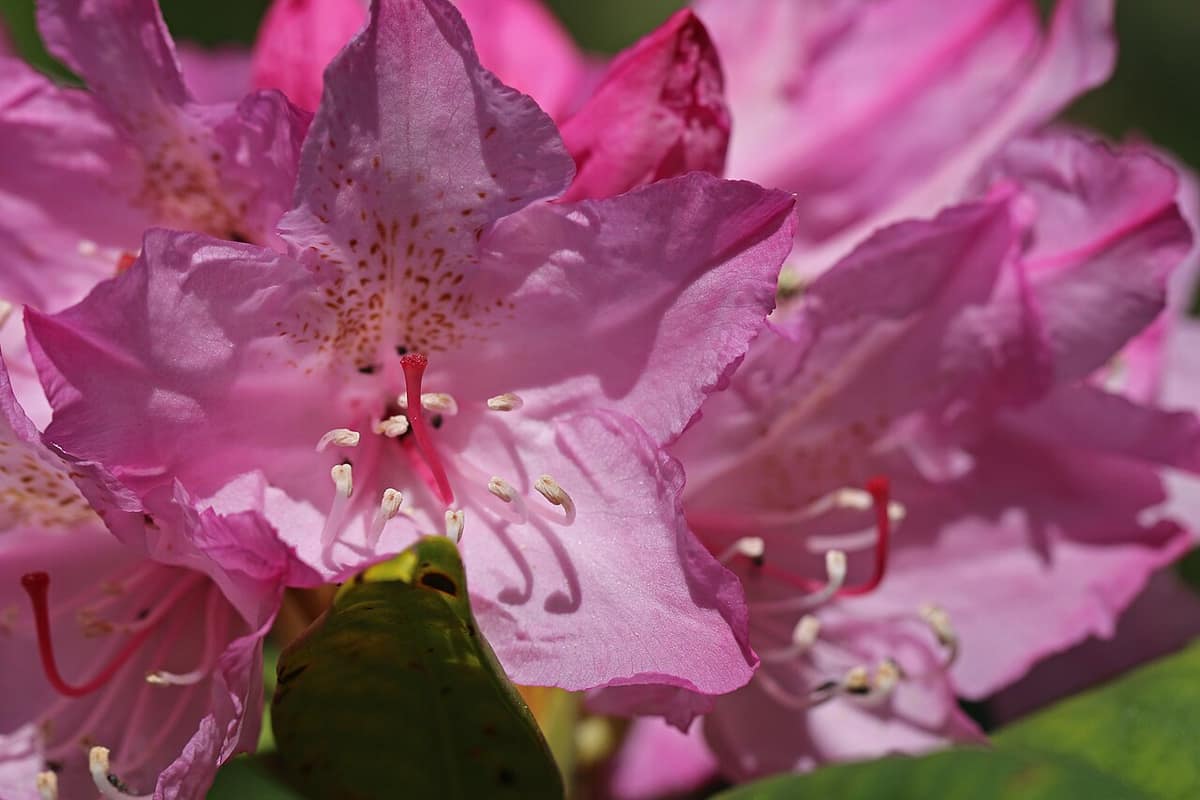 close-up of pink Pacific rhododendron blossoms