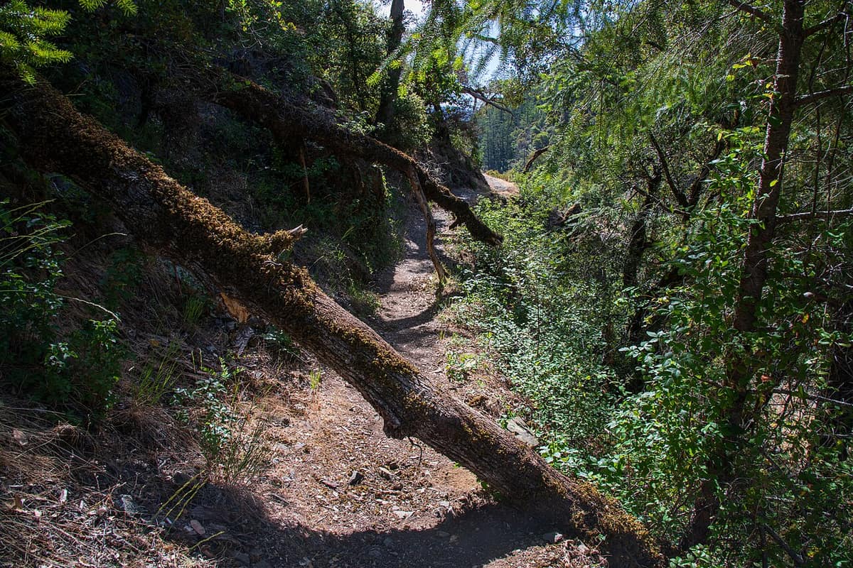 forested section of the Rogue River Trail with a fallen mossy log