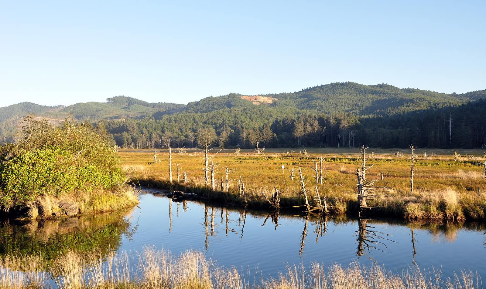 Calm tidal channel and marsh grass at Siletz Bay National Wildlife Refuge with forested Coast Range hills behind