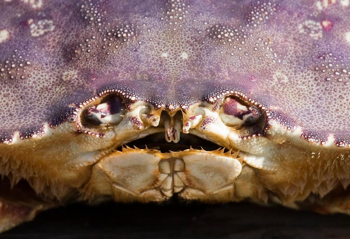 Close-up of a Dungeness crab