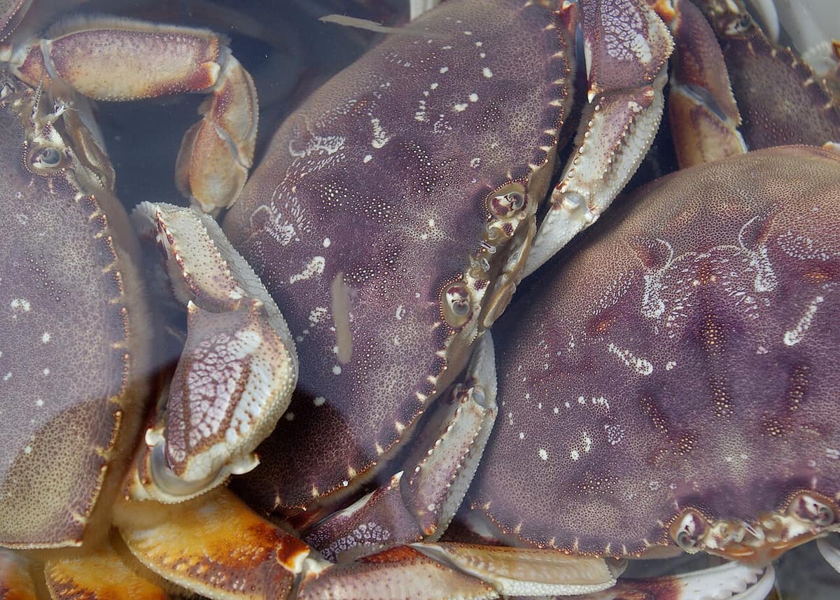 Live Dungeness crab, a staple of Oregon coast seafood menus