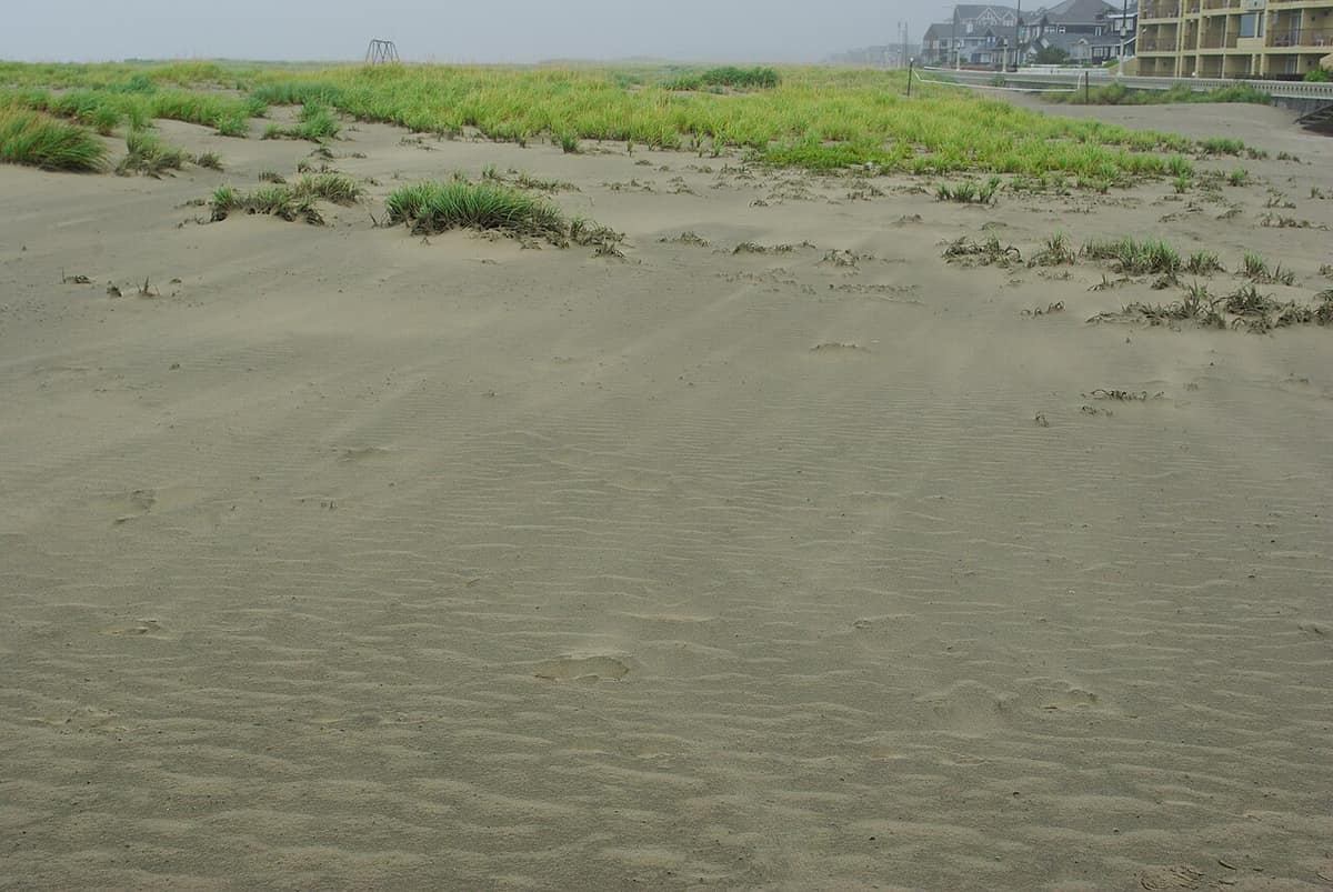 Wind-blown sand and dune grass on a gray day at Seaside, Oregon