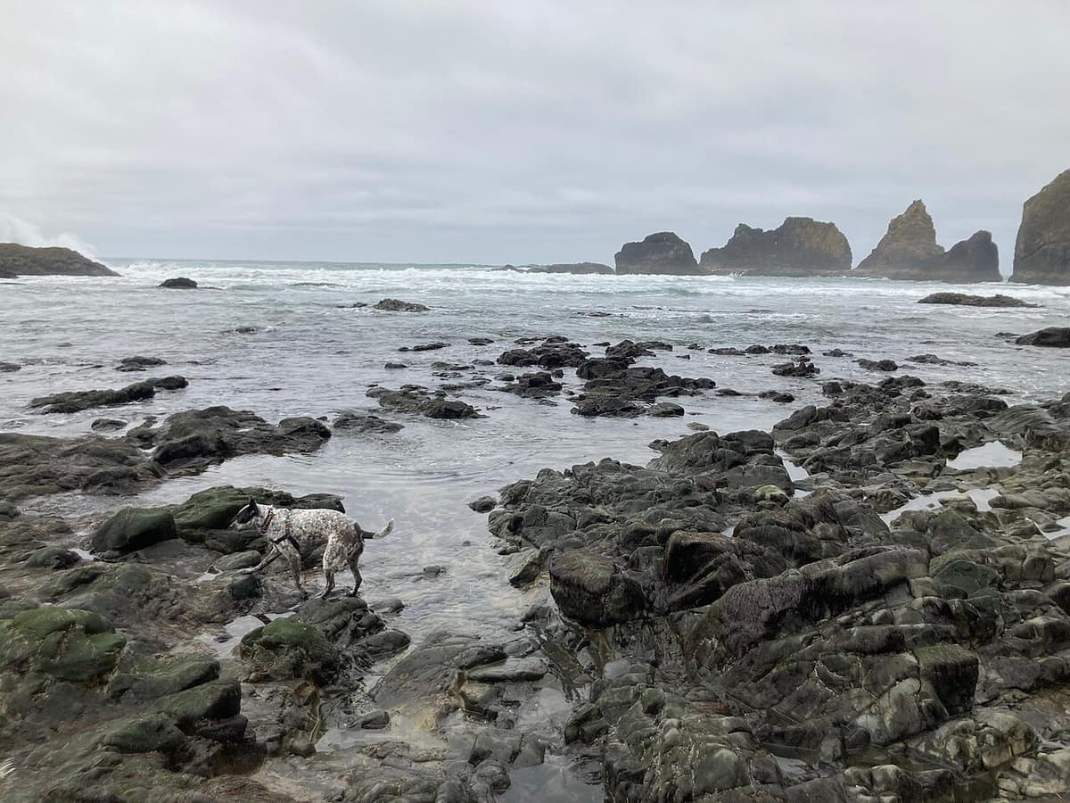 Rocky shoreline and sea stacks at Tunnel Beach under gray skies